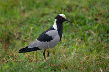 A Blacksmith Plover ( Lapwing ) In The Rietvlei Nature Reserve