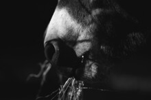 Mini Donkey Muzzle Close Up In Dark Black And White Eating Hay On Farm.