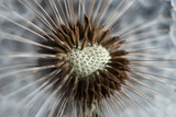 Fototapeta Dmuchawce - Beautiful dandelion macro view, seeds. black and white colors.