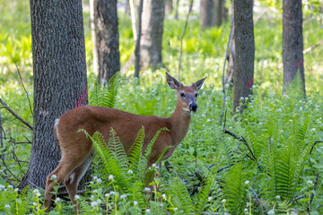 Wall Mural - the white-tailed deer or virginia deer in the spring forest