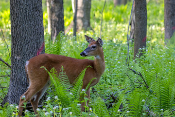 Fototapete - The white-tailed deer or Virginia deer in the spring forest