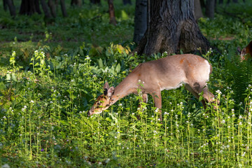 Fototapete - The white-tailed deer or Virginia deer in the spring forest