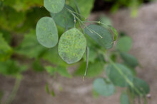 Lunaria Annua Green Seedpods