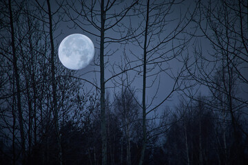 Wall Mural - night landscape of sky and moon with bright moonlight behind silhouette of trees branches.