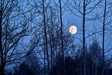 Wall Mural - night landscape of sky and moon with bright moonlight behind silhouette of trees branches.