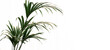 Planta Kentia de color verde intenso . La textura de las hojas tropicales sobre fondo blanco o pared blanca. Ambiente relajante y armonioso.