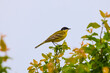 The yellow wagtail (Motacilla flava) is a small songbird in the family Motacillidae.