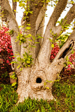 Screaming Tree - Tree Branching Off Into Multiple Trunks Has Two Knotholes That Look Like Mouths Screaming - Closeup With Pink Azeleas Behind