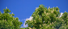 Blooming Chestnut Tree Against The Sky. Selective Focus.