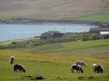 Die Shetland-Inseln Mit Der Stadt Lerwick