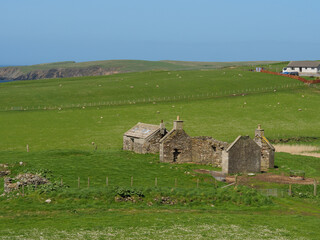 Wall Mural - Frühling auf den Shetland-Inseln