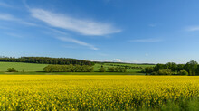 Landscape With Yellow Rape Field, Meadows And Forests