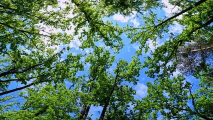 Walk in nature in the forest or park. View of the sky through the treetops, smooth camera movement