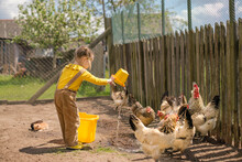 Girl With Pigtails Dressed In Rustic-style Jumpsuit Feeds Chickens With Grass And Pours Water From Bucket. Poultry Farming On Farm. Life And Childhood In Village. Child In Backyard With Animals