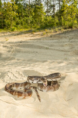 Wall Mural - Florida Pine Snake - Pituophis melanoleucus mugitus