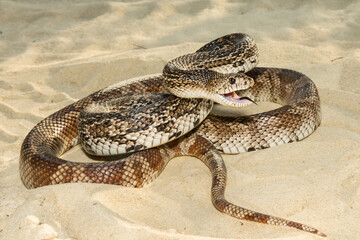 Wall Mural - Florida Pine Snake - Pituophis melanoleucus mugitus