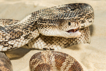 Wall Mural - Florida Pine Snake - Pituophis melanoleucus mugitus