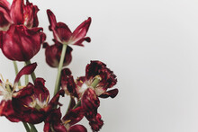 Faded Tulips. Withered Red Flowers Bouquet On White Background. Floral Composition, Wallpaper