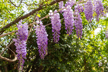 Wall Mural - Wisteria sinensis (Chinese wisteria) in full bloom at spring