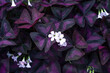 False shamrock white flowers in dark violet leaves, top view. Blooming Purple Shamrock with leaf pattern