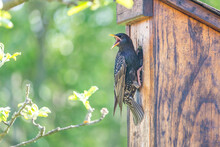 Starling Bird In The Entrance Hole Of A Wooden Birdhouse