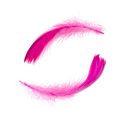 Wall Mural - Elegant fluffy bird feather pink isolated on the white background