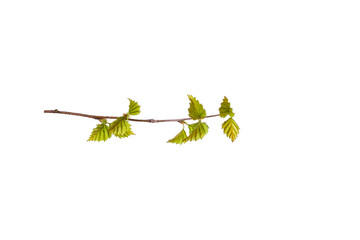 Poster - tree branch with young green leaves isolated on white background