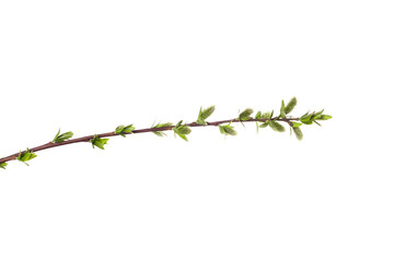 Poster - tree branch with young green leaves isolated on white background