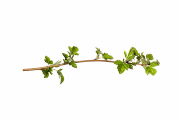 Canvas Print - tree branch with young green leaves isolated on white background