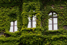 Old Building Windows Covered By Ivy 