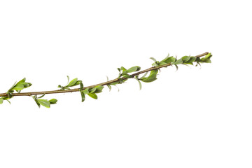 Canvas Print - tree branch with young green leaves isolated on white background