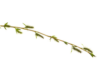 Poster - tree branch with young green leaves isolated on white background