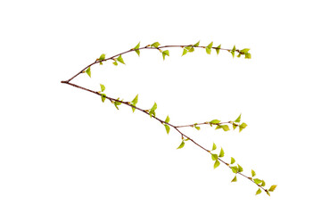 Poster - tree branch with young green leaves isolated on white background