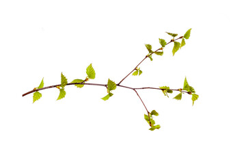 Canvas Print - tree branch with young green leaves isolated on white background