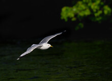 Ring-billed Gull  Flying Over River On Dark Green Background