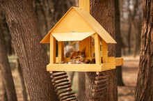 Squirrel Is Eating Nuts  In Its House In The Woods