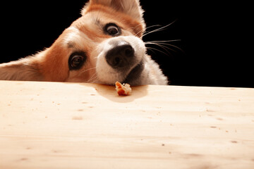 One cute Pembroke Corgi wants to eat a slice of pizza from the table. Dog life