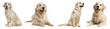 Collage with photos of cute dog on white background. Banner design