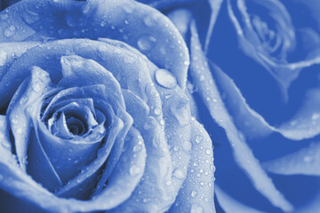 beautiful light blue roses with water drops as background, closeup