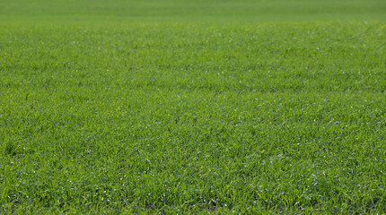 Wall Mural - green wheat sprouts perspective field