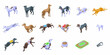 Greyhound icons set isometric vector. Whippet animal. Breed canine