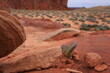 © PandaFrog - cactus in the desert red and yellow mountains and sand in the valley of fire