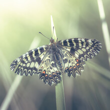 A Southern Festoon Butterfly. Zerynthia Polyxena.