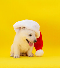White Puppy Dog With Santa Hat