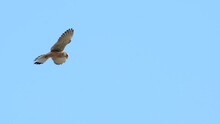 Common Kestrel In Flight Falco Tinnunculus Hovering In The Sky Looking Down For Food.