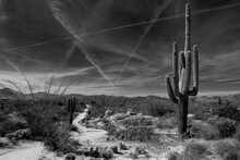 Black And White Picture Of A Saguaro In The Sonora Desert
