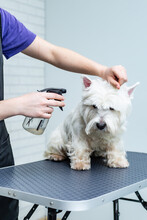 A Groomer Sprays A West Highland White Terrier Dog With A Spray Gun During Grooming