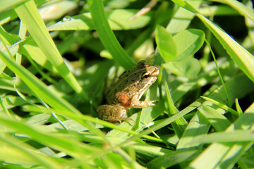 Poster - petite grenouille