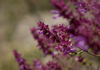 Wall Mural - Flora of Gran Canaria - Salvia canariensis, Canary Island sage natural macro floral background
