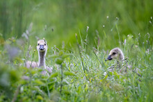 Pair Of Young Canada Geese Goslings With Head Sticking Out From Deep In Wild Flower Meadow